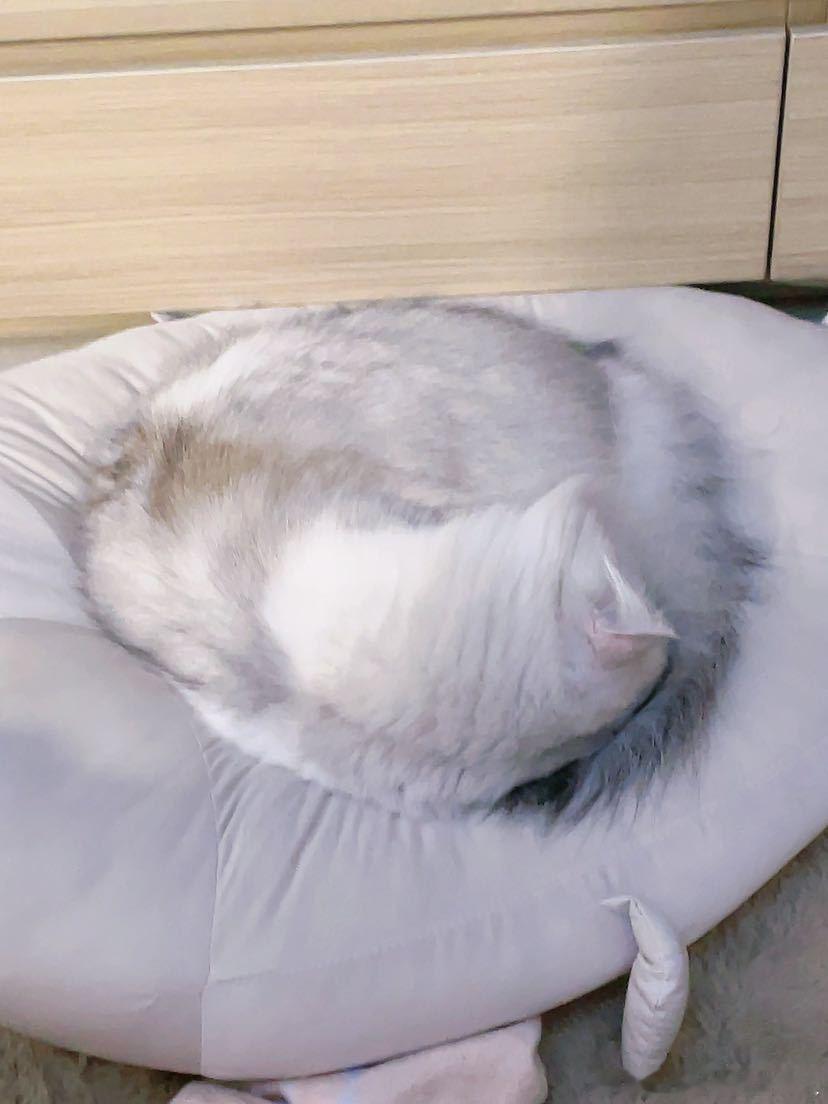 不丢卷成一团的毛绒绒丢😺