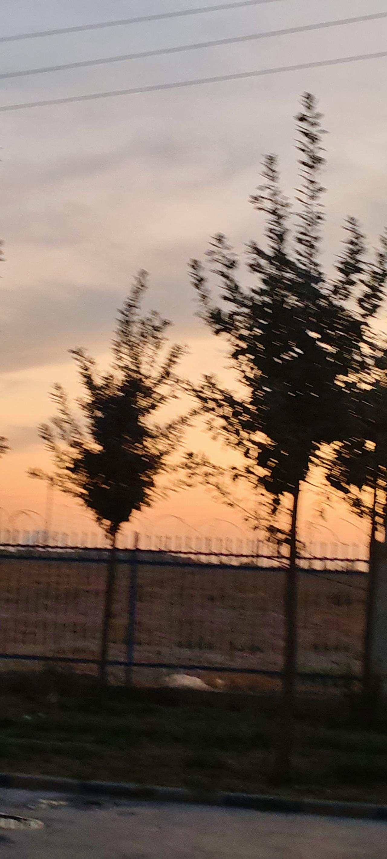 一张图证明秋天来了秋天到了，树叶快黄了，晚霞衬出秋天真正来了