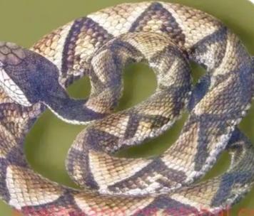 北京男子养五步蛇当宠物截肢：追求“个性”的代价，真的值得吗？
 
北京黄先生的遭