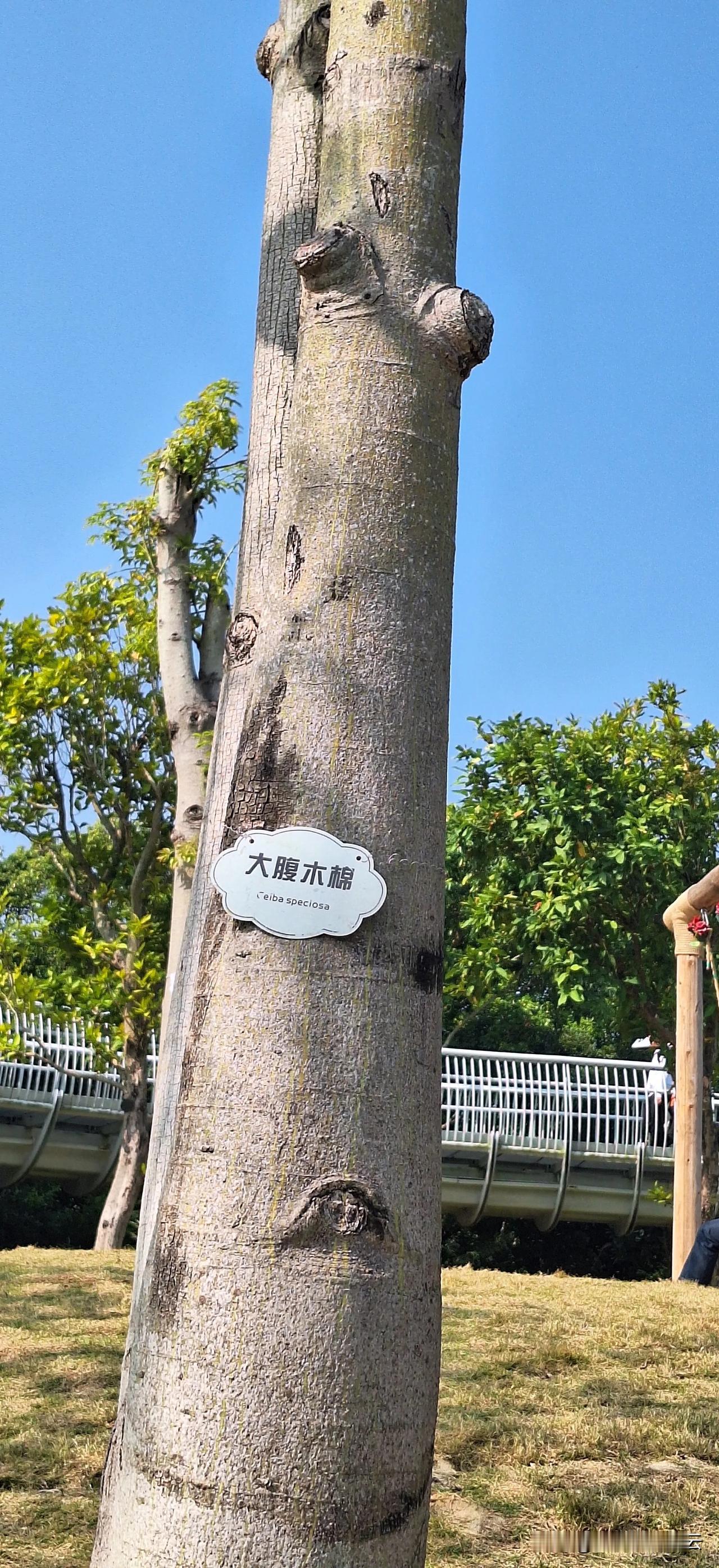 这是木棉的一种