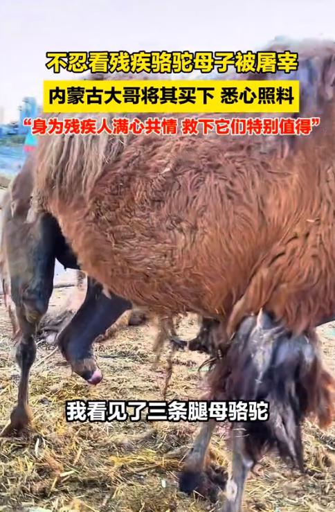 内蒙古鄂尔多斯，一头断了腿的母骆驼即将被宰杀，尽管站立艰难，它仍用身体紧紧护着身