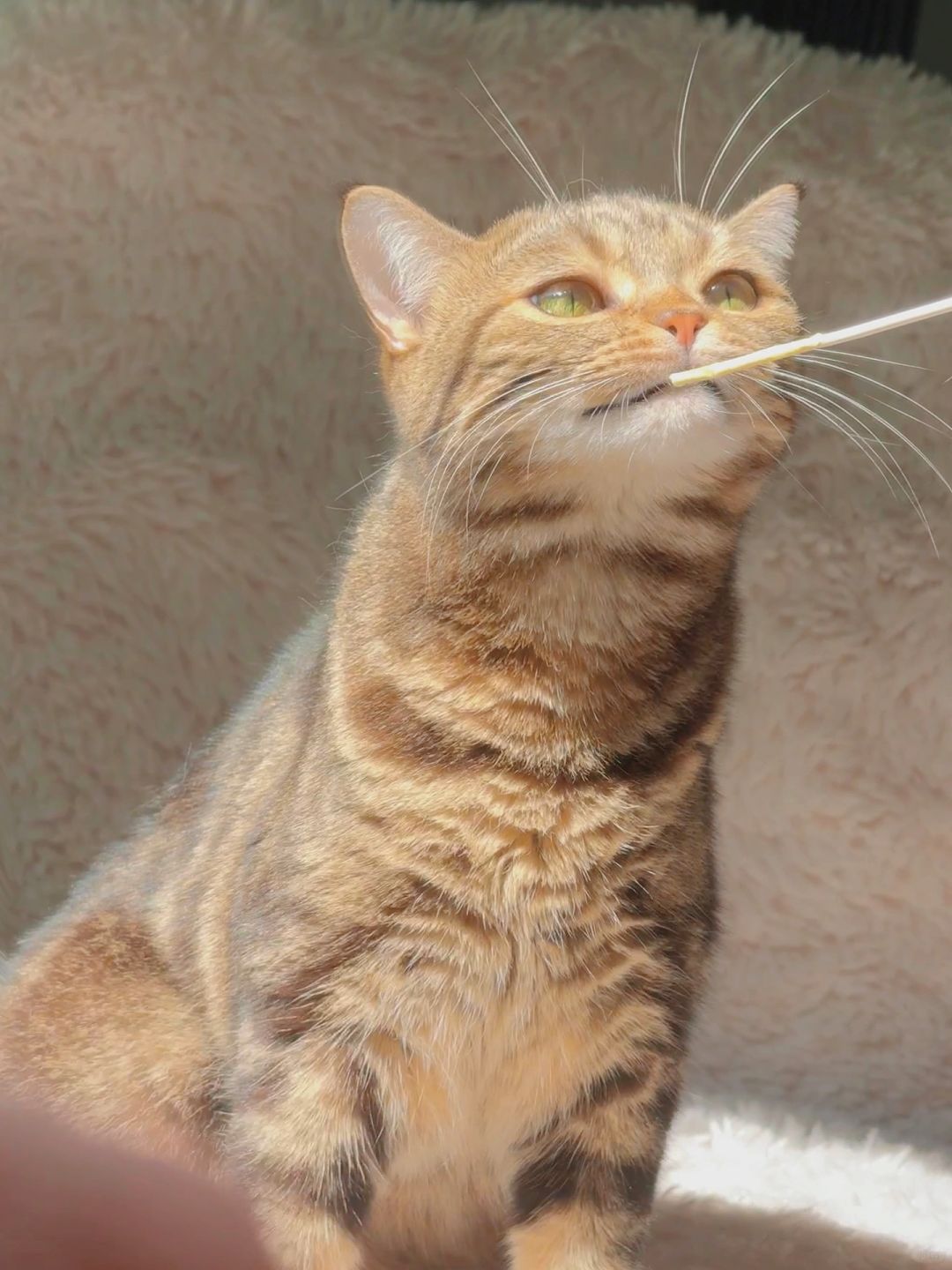 这头身这比例我一个人看了都羡慕的程度！！！