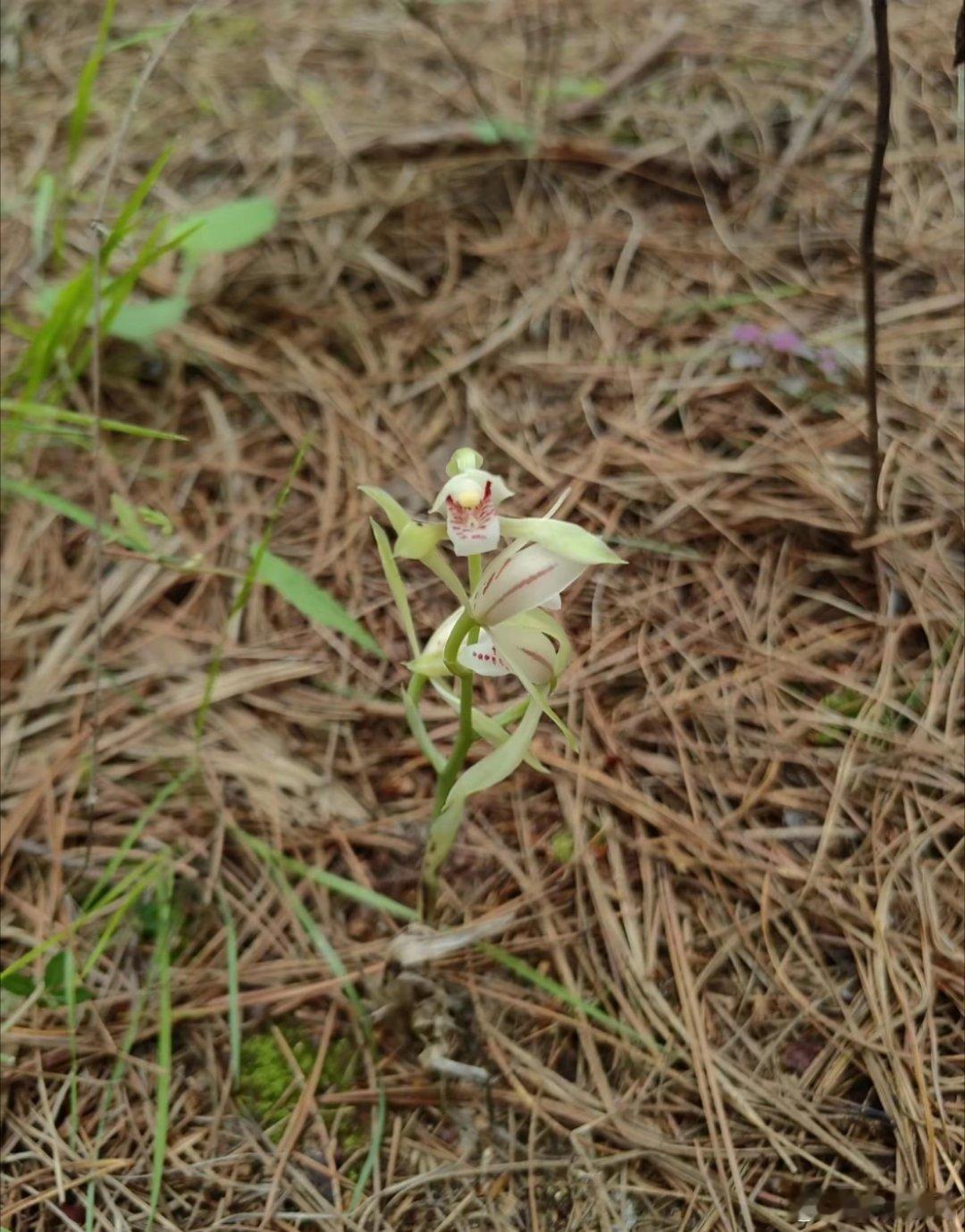 这是什么花？看起来朴实无华。[鲜花] 