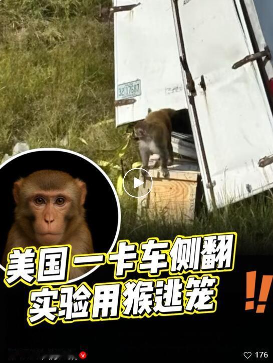 美国那边又出幺蛾子了。一辆运猴子的卡车在高速上翻了车，实验用的猴子全跑出来了。