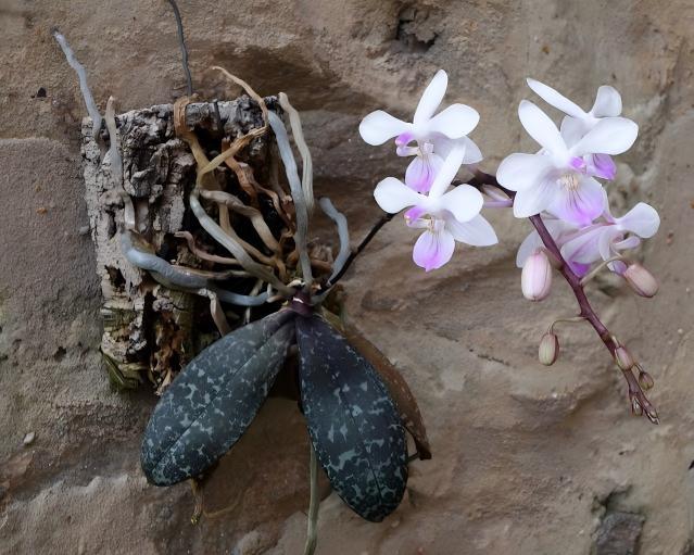林登蝴蝶兰 Phalaenopsis lindenii
兰科蝴蝶兰属原生种，喜凉