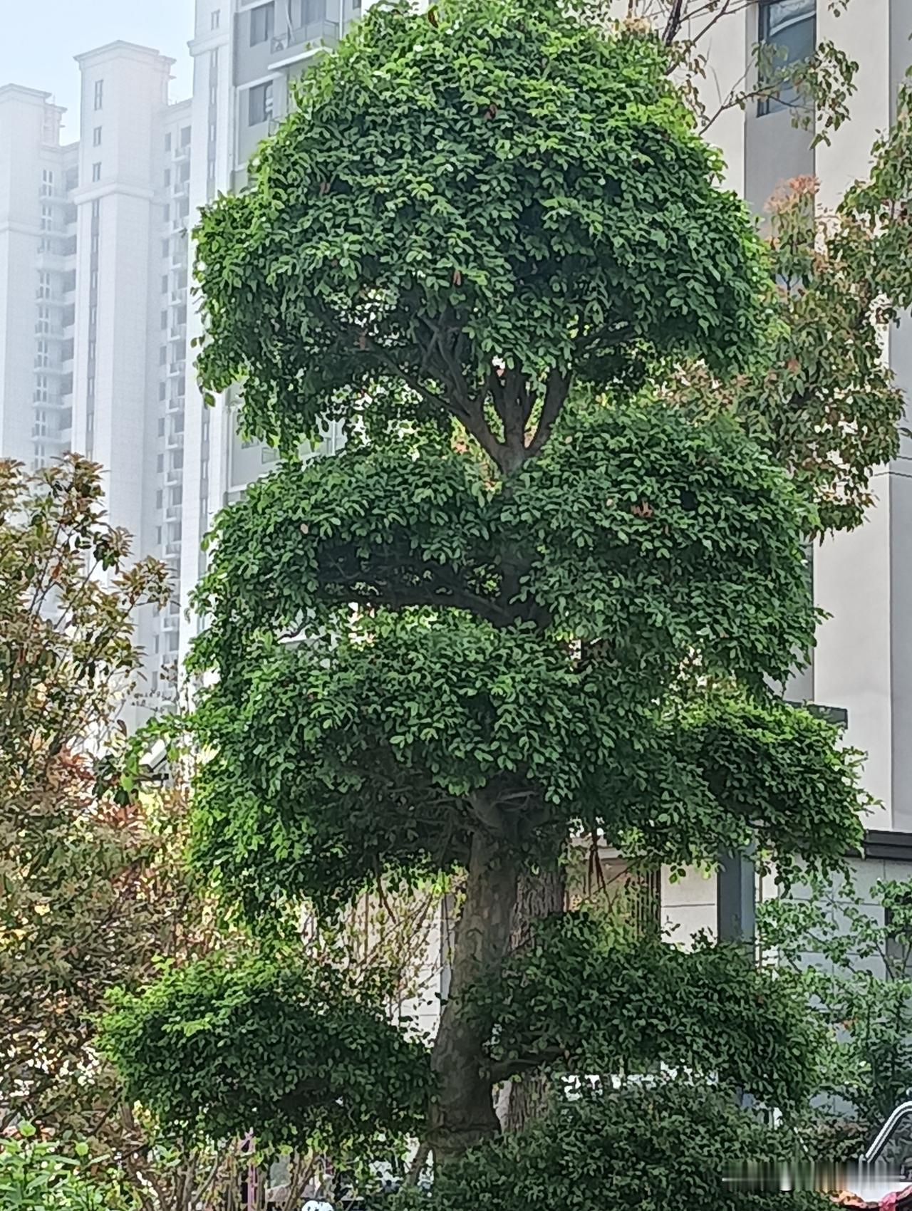 城市绿洲，高楼掩映下的静谧绿树