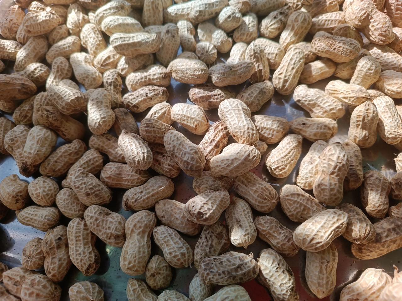 现在花生🥜丰收季
晒的干的，又香又好吃
花生🥜营养丰富
哈哈，你喜欢吃花生吗