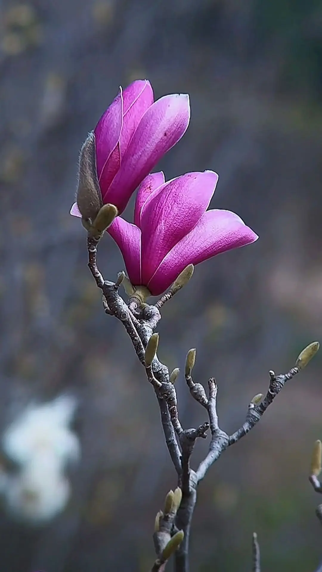 🌸🌸  看了我的花🌸，请友好的回礼