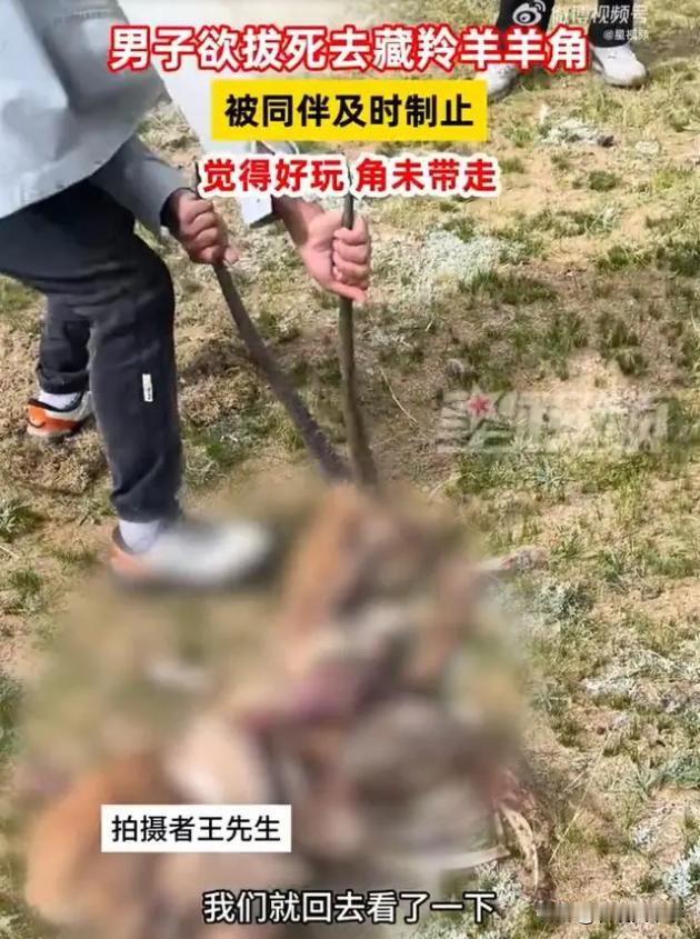 西藏那曲，一男子发现空地上有一只死去的藏羚羊，觉得好玩，便上前要将羊角拔下来，同