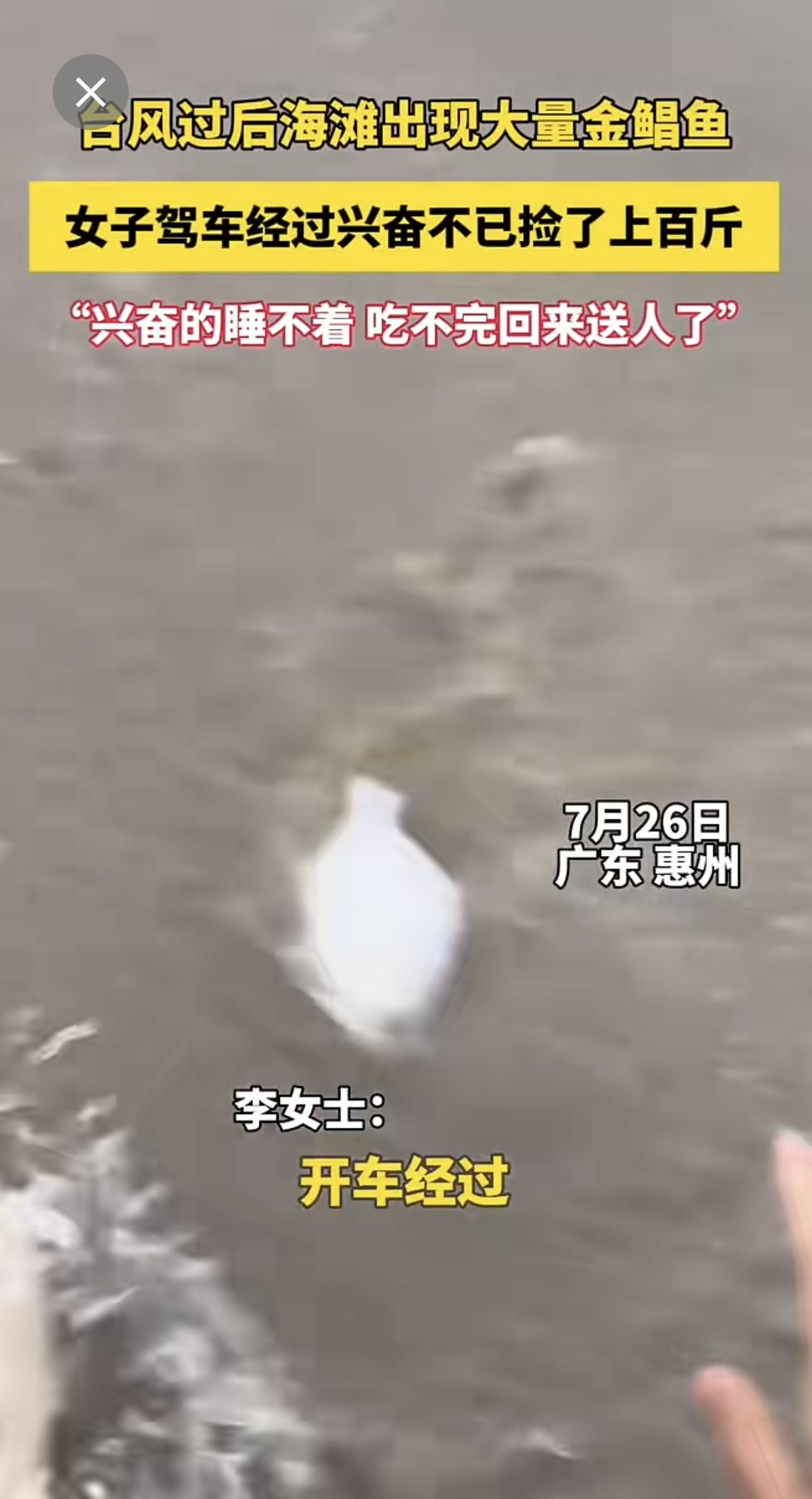 台风过后海滩出现大量金鲳鱼 
女子驾车经过兴奋不已捡了上百斤 “兴奋的睡不着  