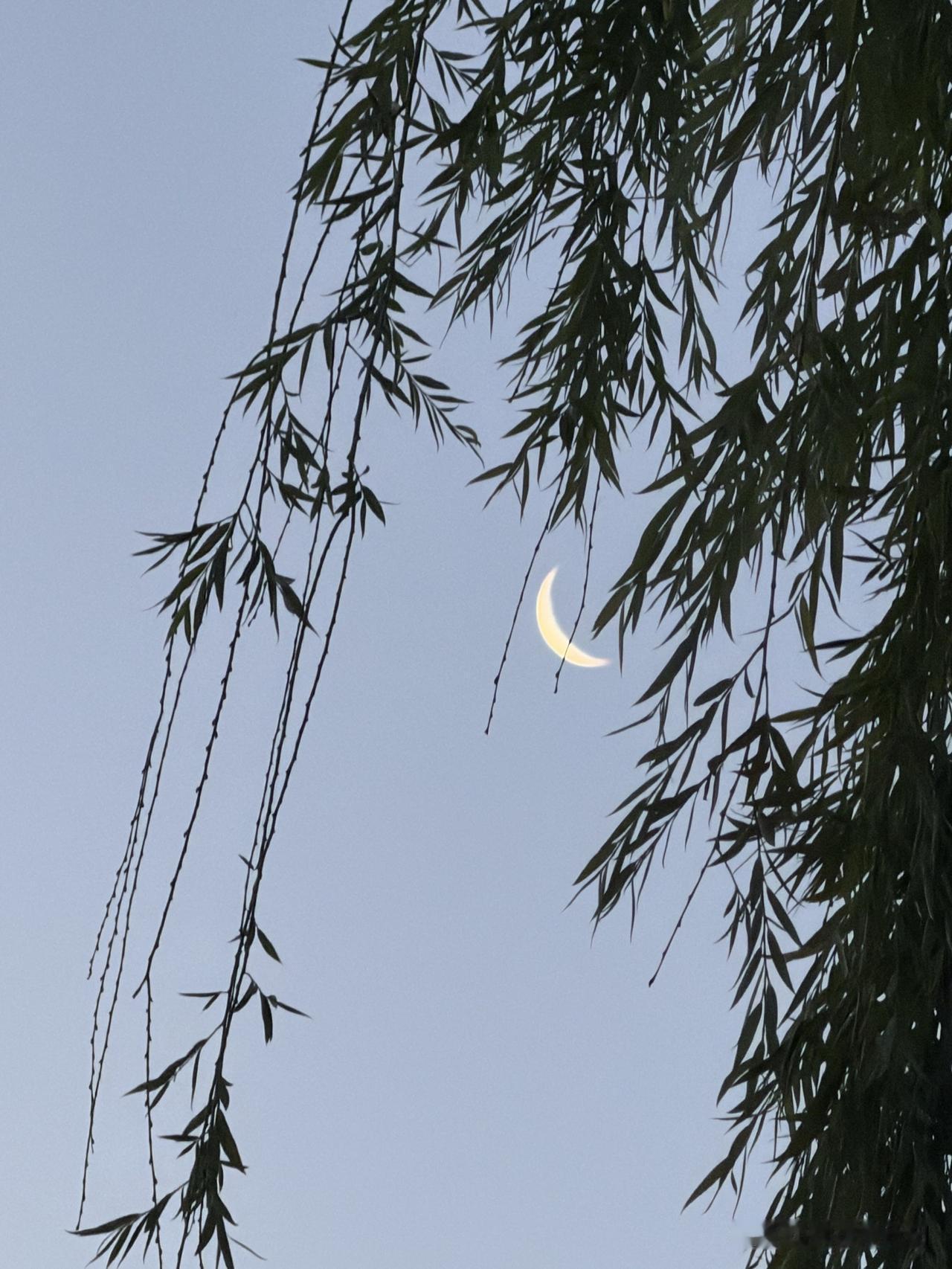 菩萨蛮•麦收

榴花红透凉风院，农家刈麦归来晚。都市客淹留，野村多白头。

布衣