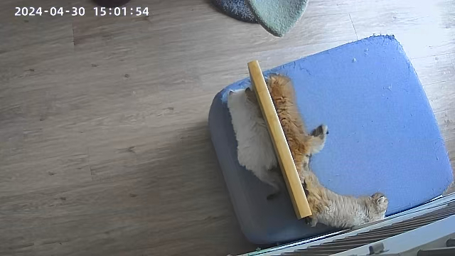 这个沙发真的扔不了一点…#英国长毛猫##金渐层##金点# ​​​