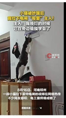 近日，河南郑州一则小猫被吵醒后拉下电闸“报复”主人的视频火速走红网络。8月16日