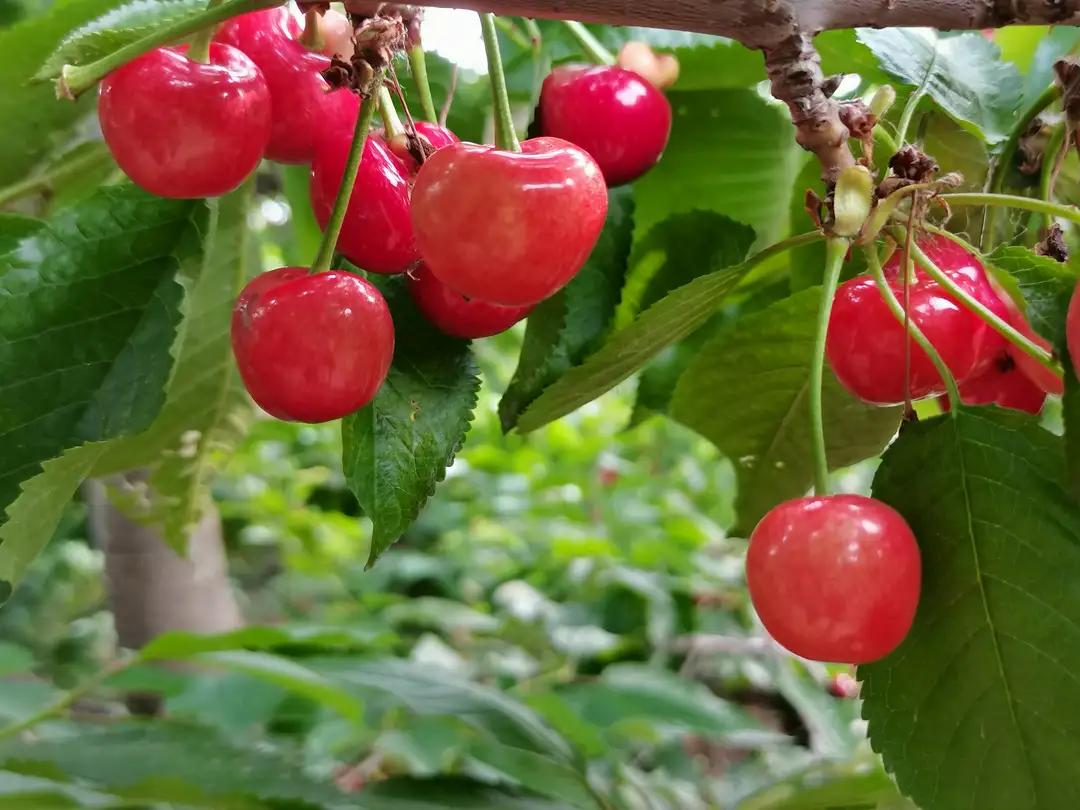 红彤彤的樱桃🍒挂在树上，早已不是樱桃🍒本身的含义了，它是色彩斑斓的明灯，它是