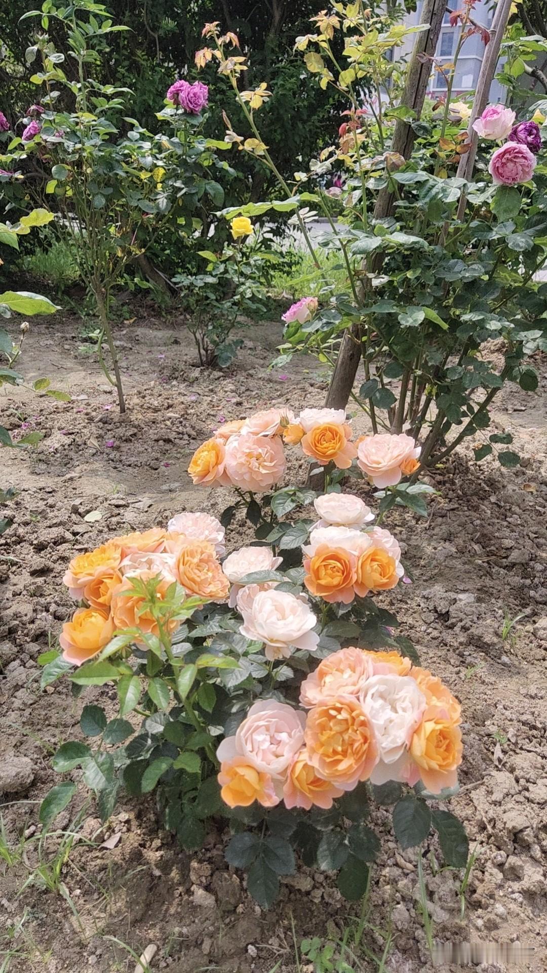 发一张你相册最近拍的花小区里随便拍的，小区业主自己养的，姹紫嫣红，很是赏心悦目。