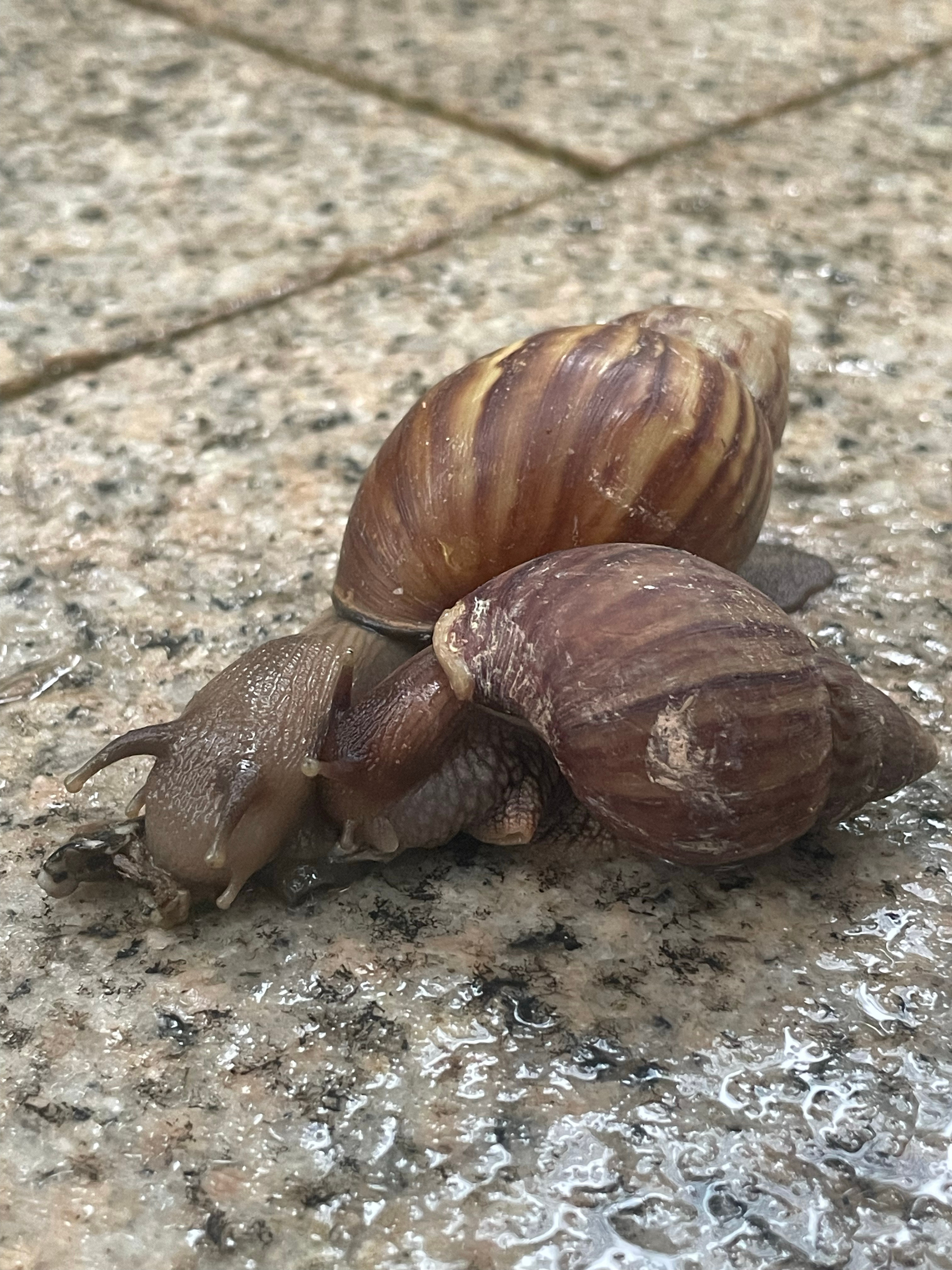一下雨，鸡蛋大的蜗牛就活跃起来了。它们俩在干什么？在交配吗？ 