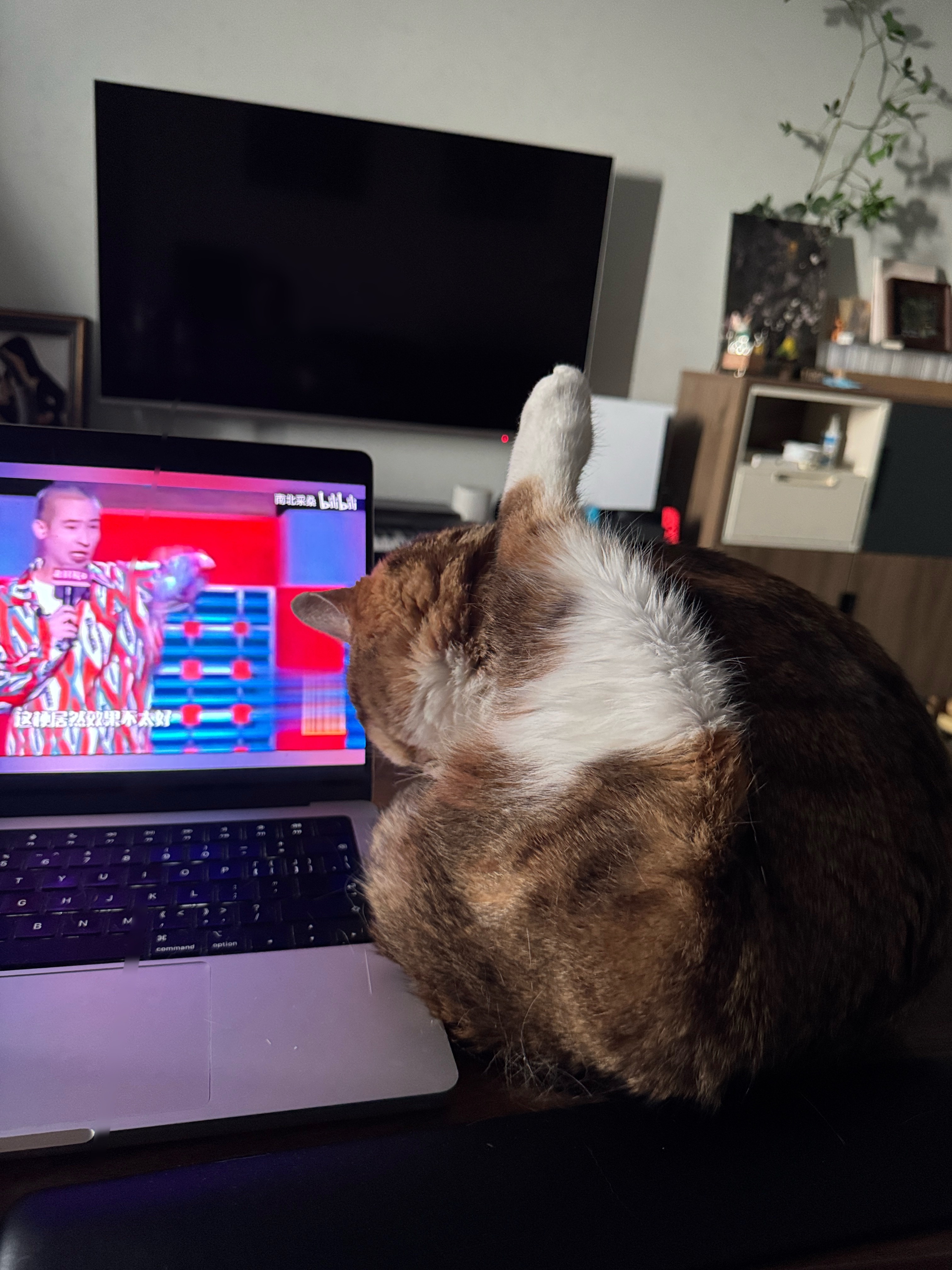 小猫很爱干净，学学小猫。 