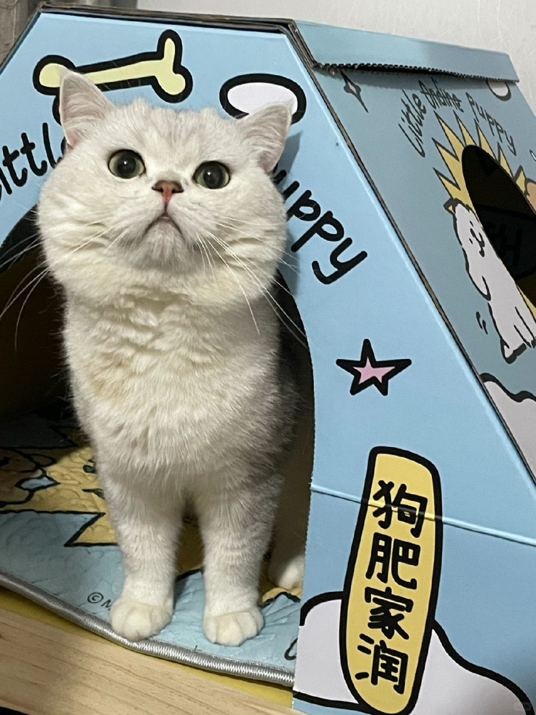 有只超乖的猫猫