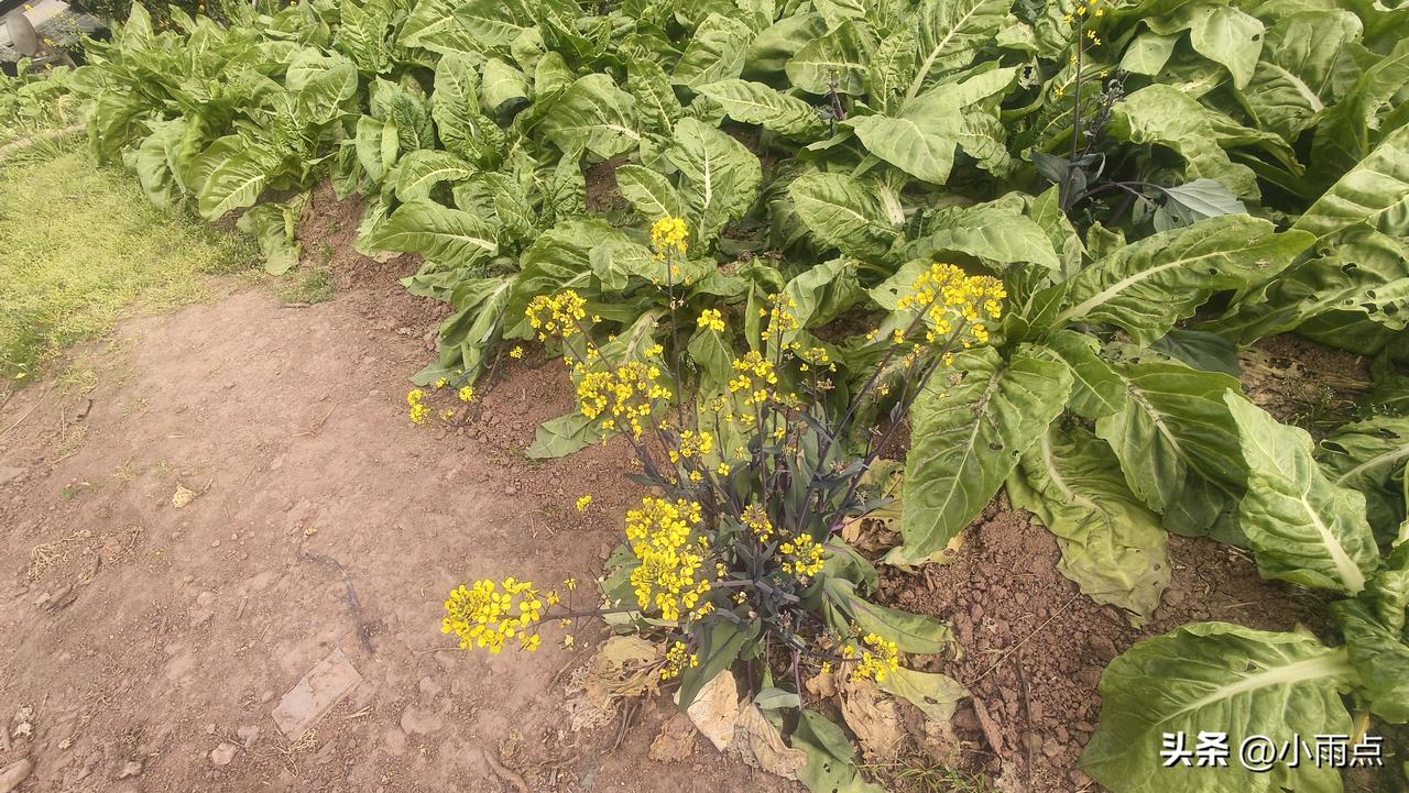 情商是什么？这是很多人都在思考的问题。

小李是我认识的一个同事，工作能力不错，