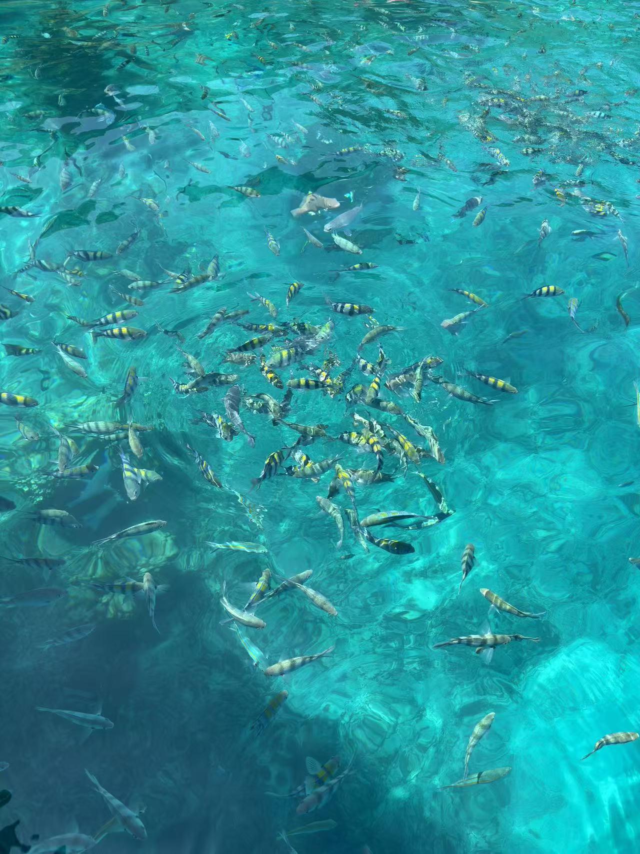 榴莲的冰棍特别好吃，去马来西亚旅游，我不太爱吃榴莲，确爱上了榴莲冰棍