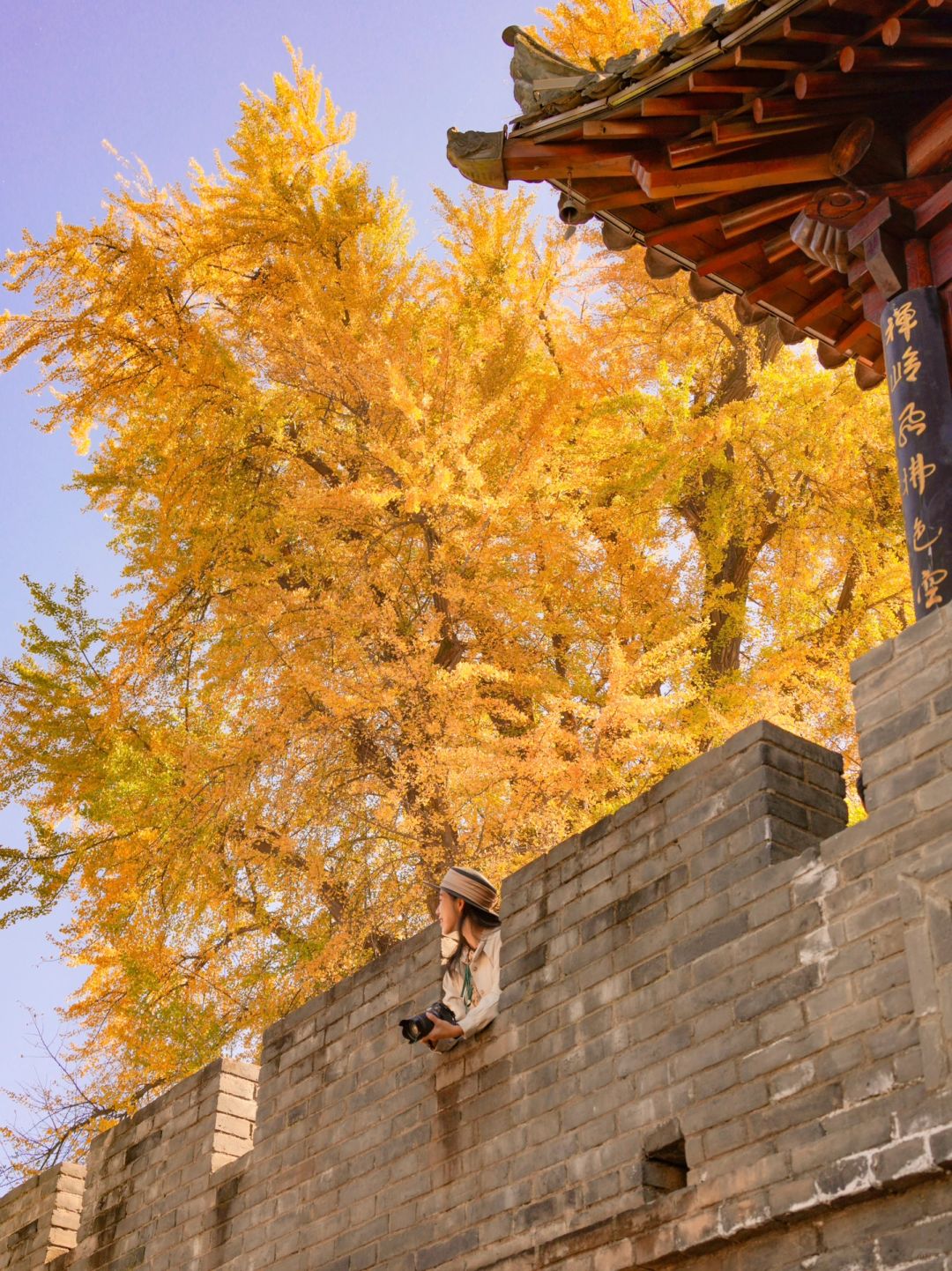 李世民亲手种的银杏树🍂流芳1400年的浪漫～