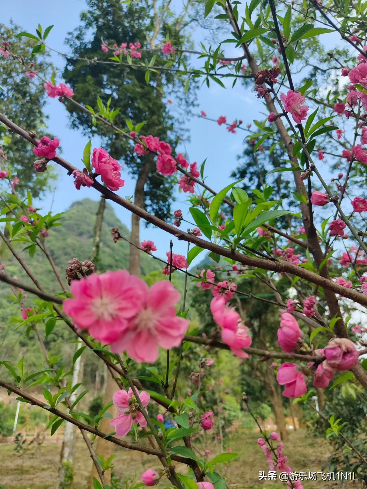 三月桃花开，是希望的象征
一切都将会是美好的开始