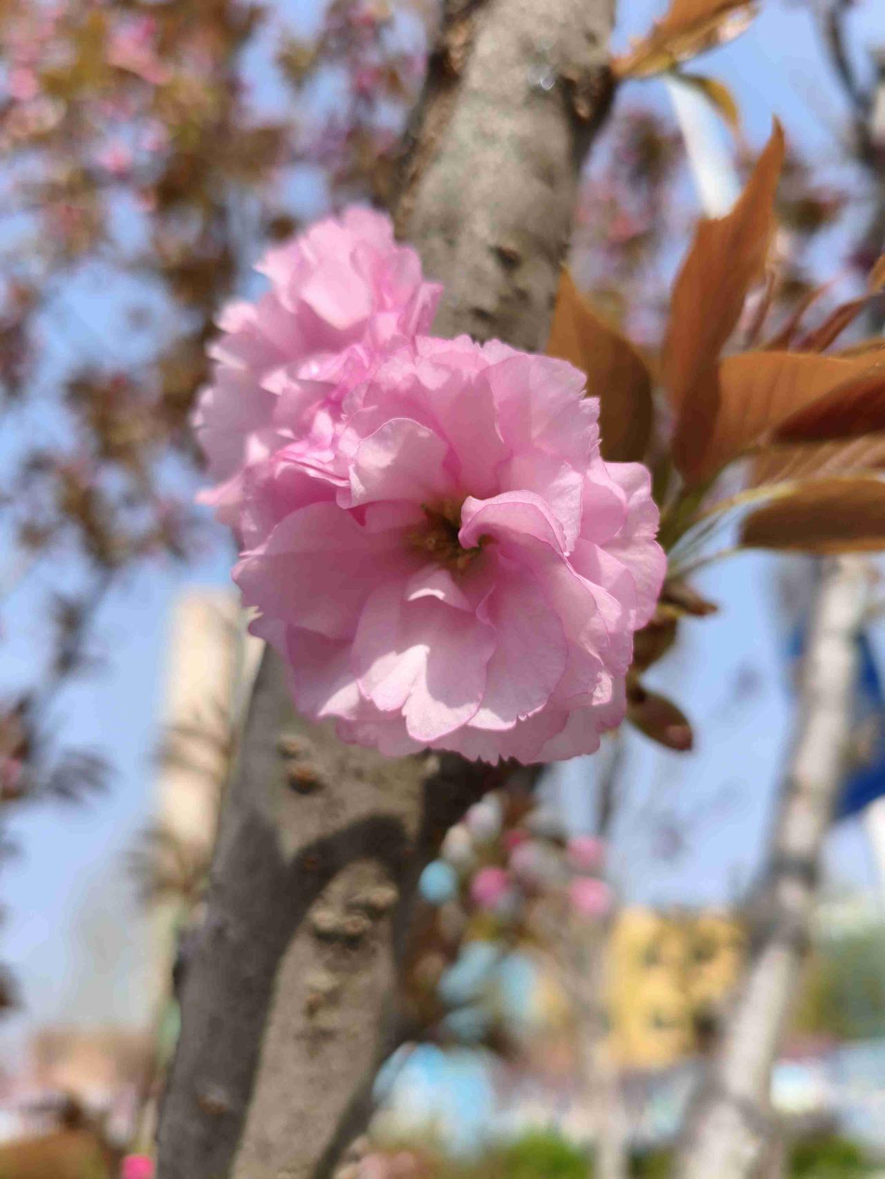 时间过得真快，还没感觉二十年就过去了。

经常用身份证，不知道身份证也有有效期，