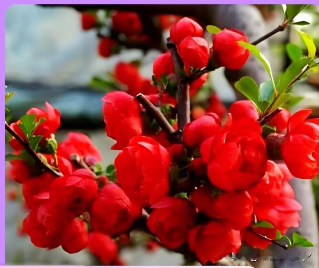 发一张你相册最近拍的花看看这个花它叫百日红，简直太美了，你们有喜欢的吗？