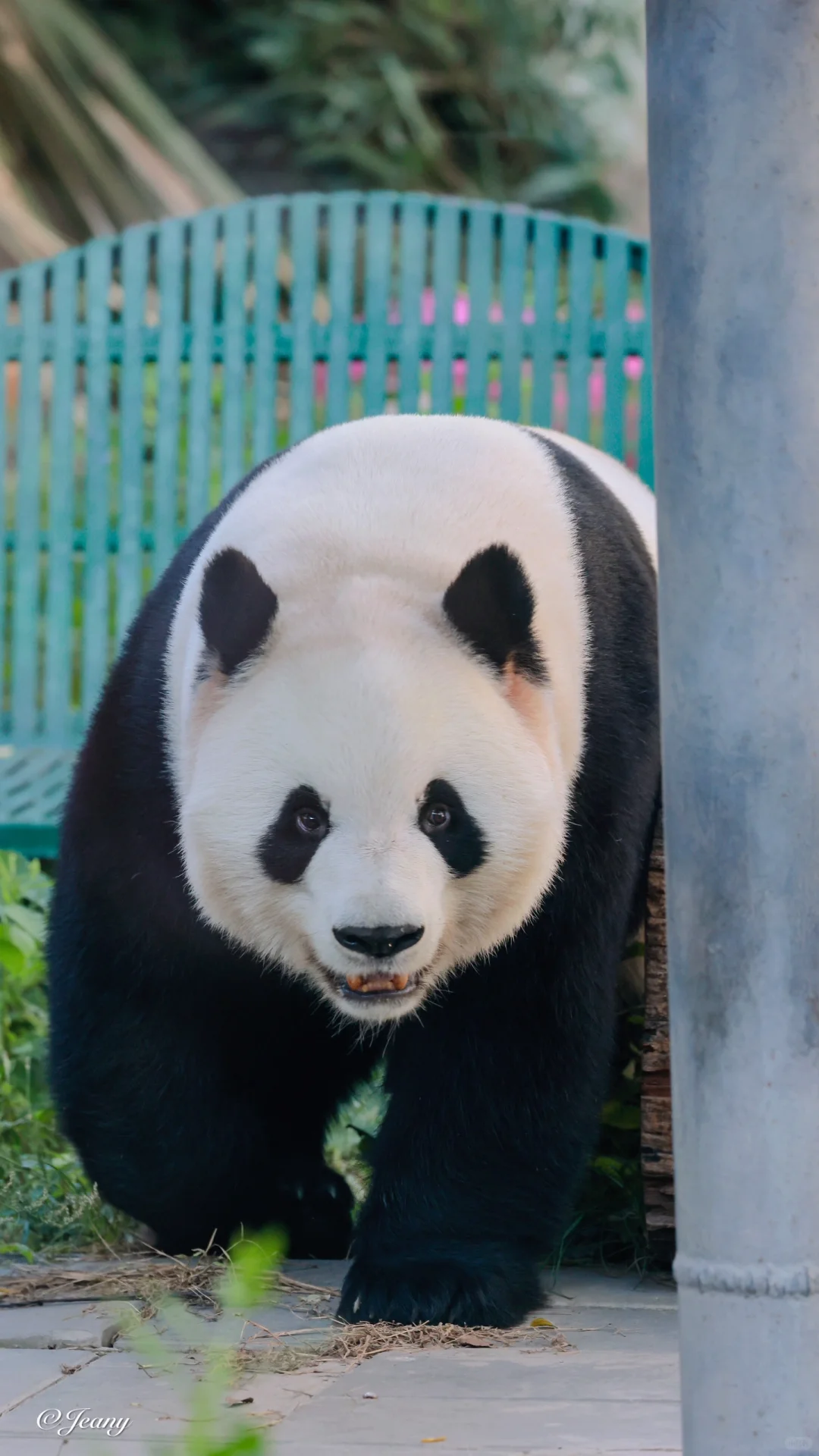 2024.10.10📷每天能看一眼萌兰心情超级好🐼