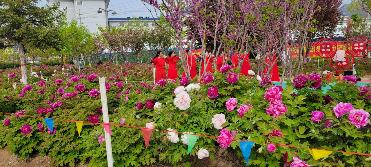 今天早上去牡丹园看牡丹，牡丹在盛开，一群红衣大妈也在盛开，真是竞相争艳！[大笑]