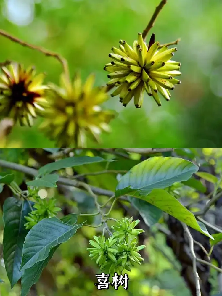 【植物果实】秋天来啦，出去走走都是惊喜