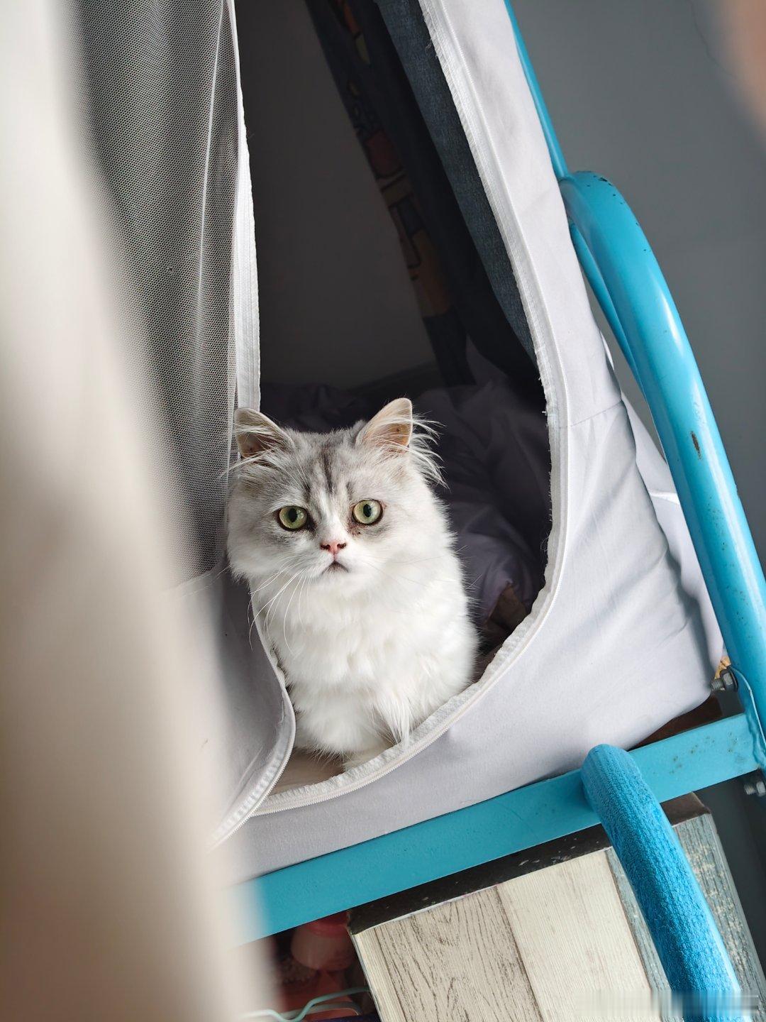 在床上和室友的小猫四目相对 