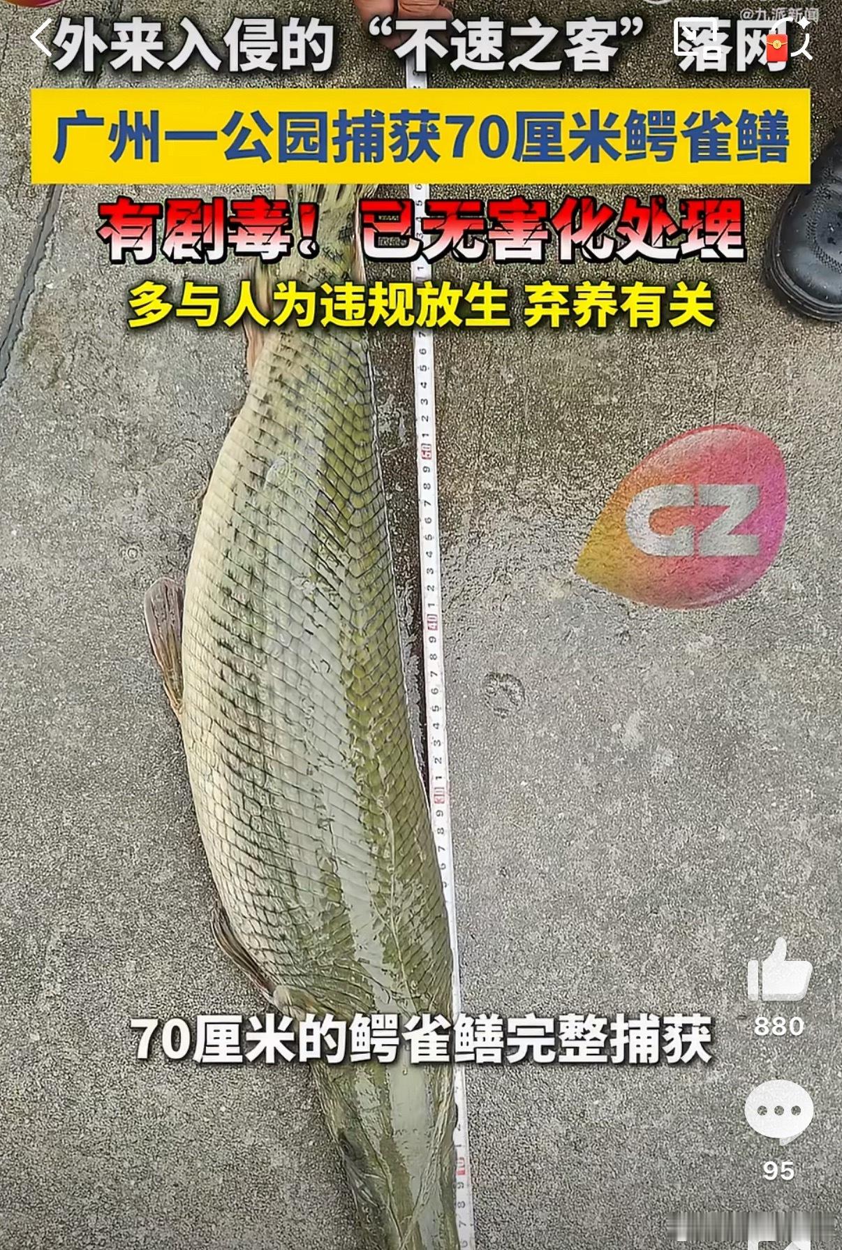 广州一公园现70cm剧毒鳄雀鳝鳄雀鳝的归宿在土里，而不是水里，表面上是放生，实则