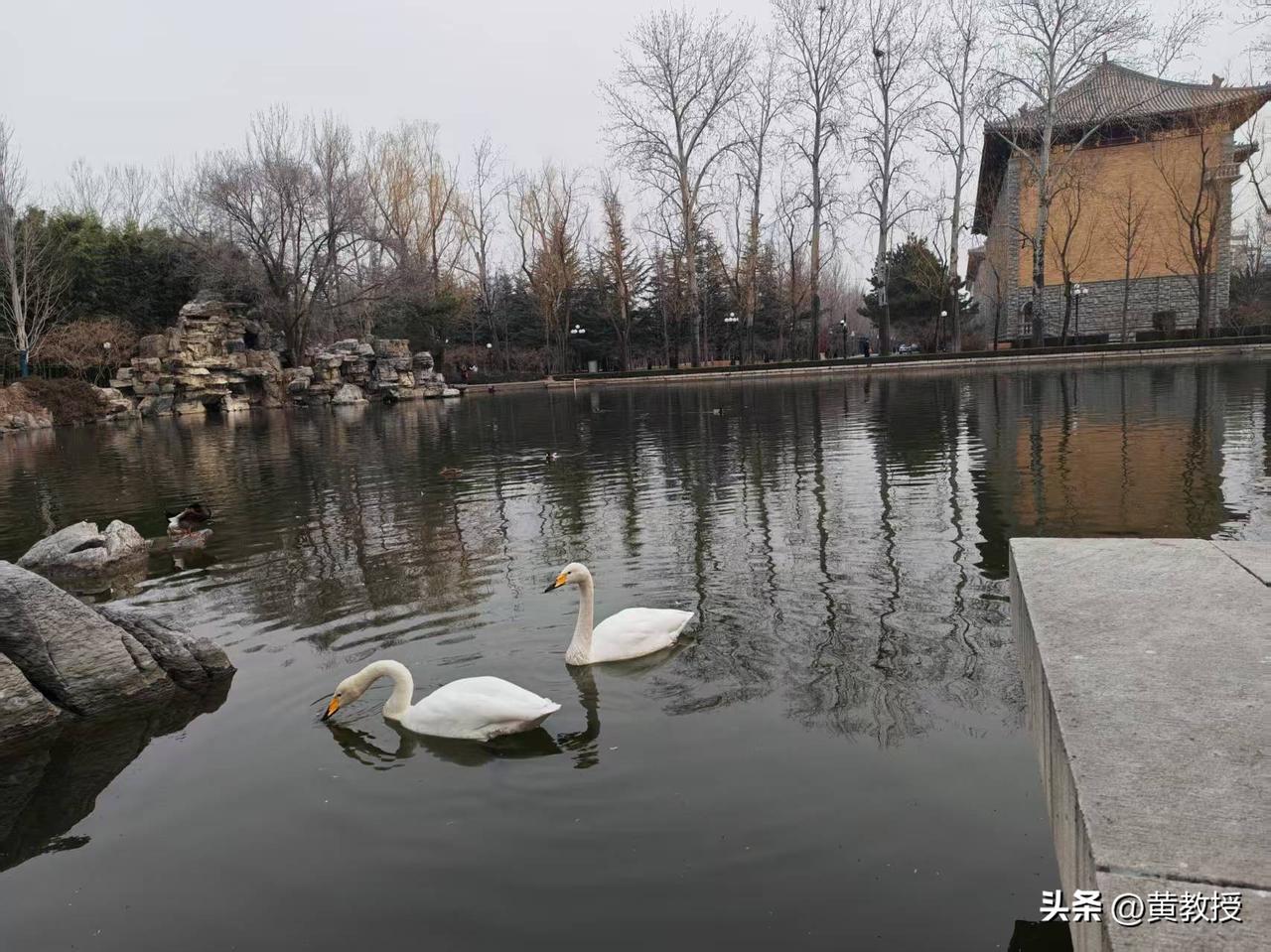 每年都要来看看大白鹅和天鹅🦢
岁月静好
是最美的