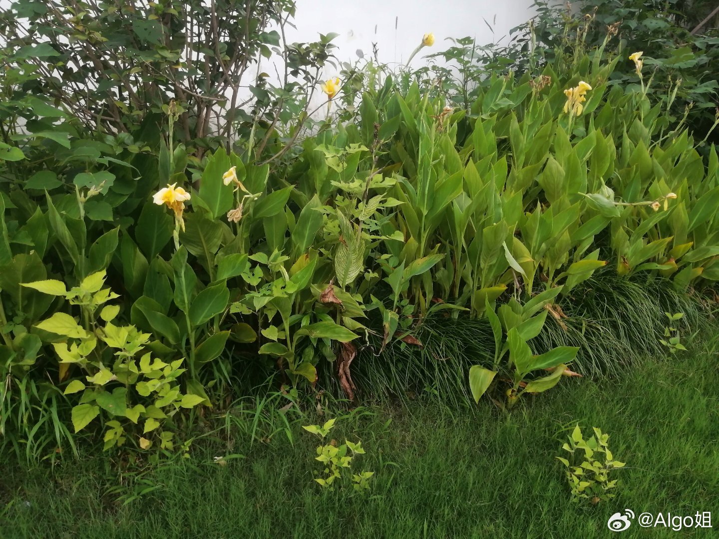热的不行，没有西瓜要活不下去了。🍉路上稍稍一磕碰就爆开了，黑籽的。除了天空煞风