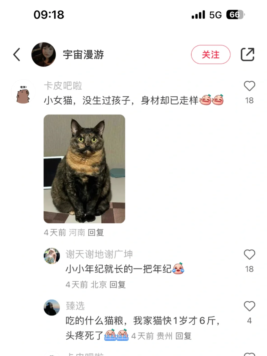 居然在评论区刷到我自己的猫😅😅