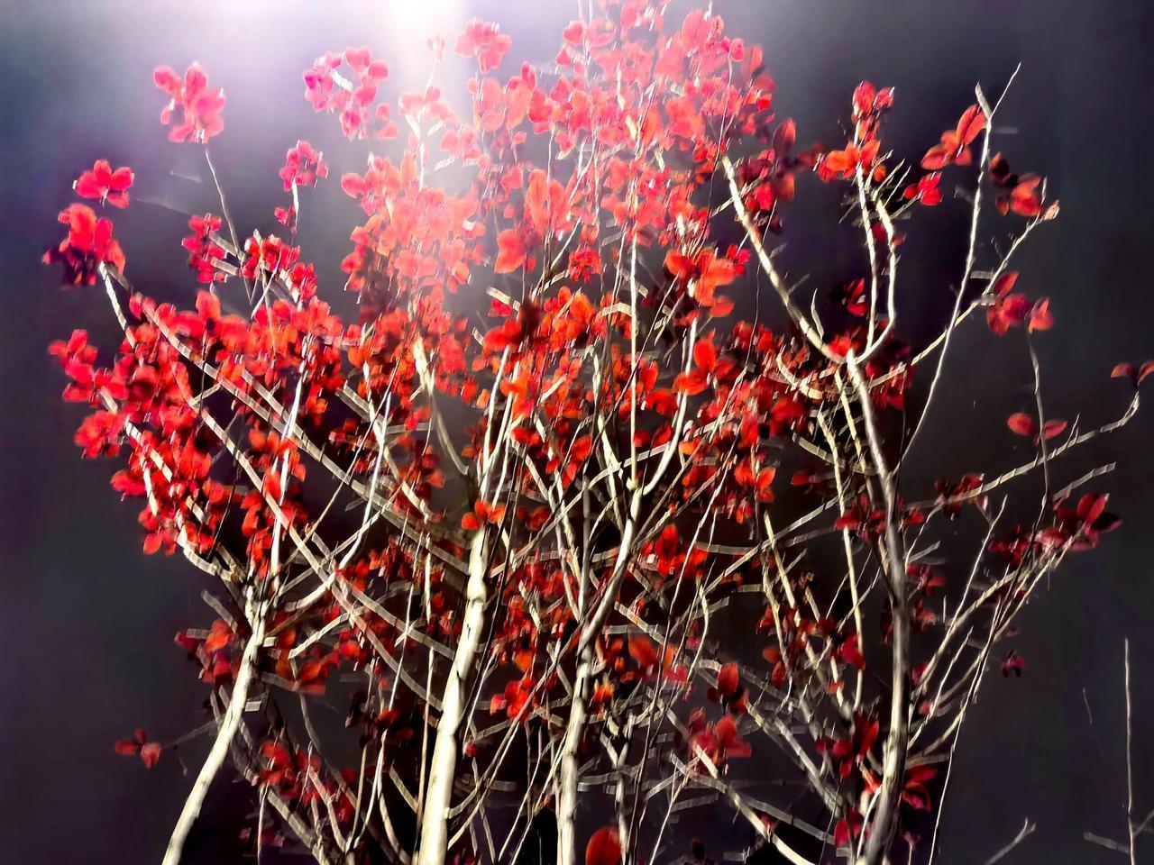 “荆溪白石出，天寒红叶稀。山路元无雨，空翠湿人衣。”诗佛王维的《山中》，每一句都