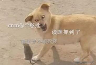 笑喷！网友养了只大黄狗，那天从玉米堆里跑出只老鼠，大黄狗第一次见老鼠不敢咬，就和