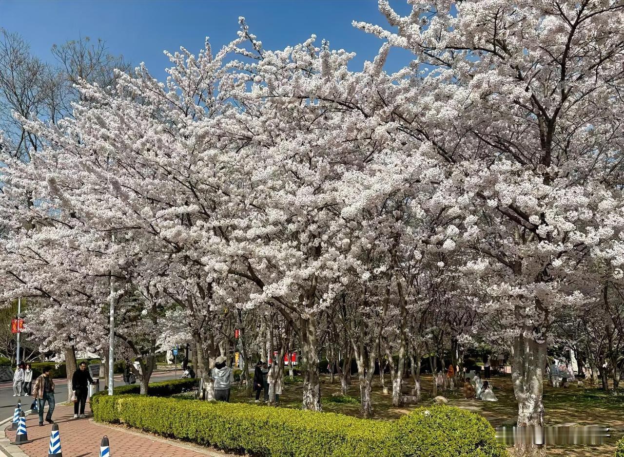 东财樱花园的樱花真美！
今天大连的天气并不是太好，
有雾，能见度不高。
走进东北