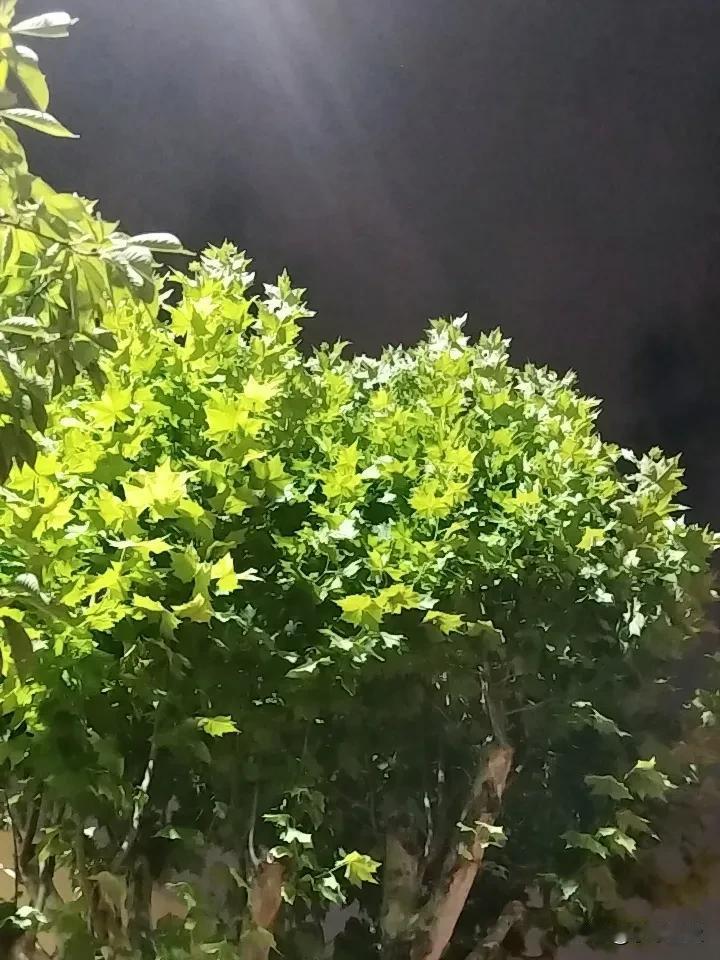 太凉快了！
青岛不愧是避暑胜地，这个温度简直了。
想起一首歌，“我吹过你吹过的风