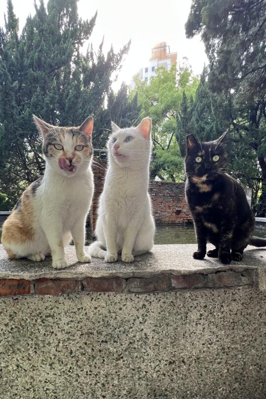 猫就是很喜欢装可爱啊，心机很重的一种动物