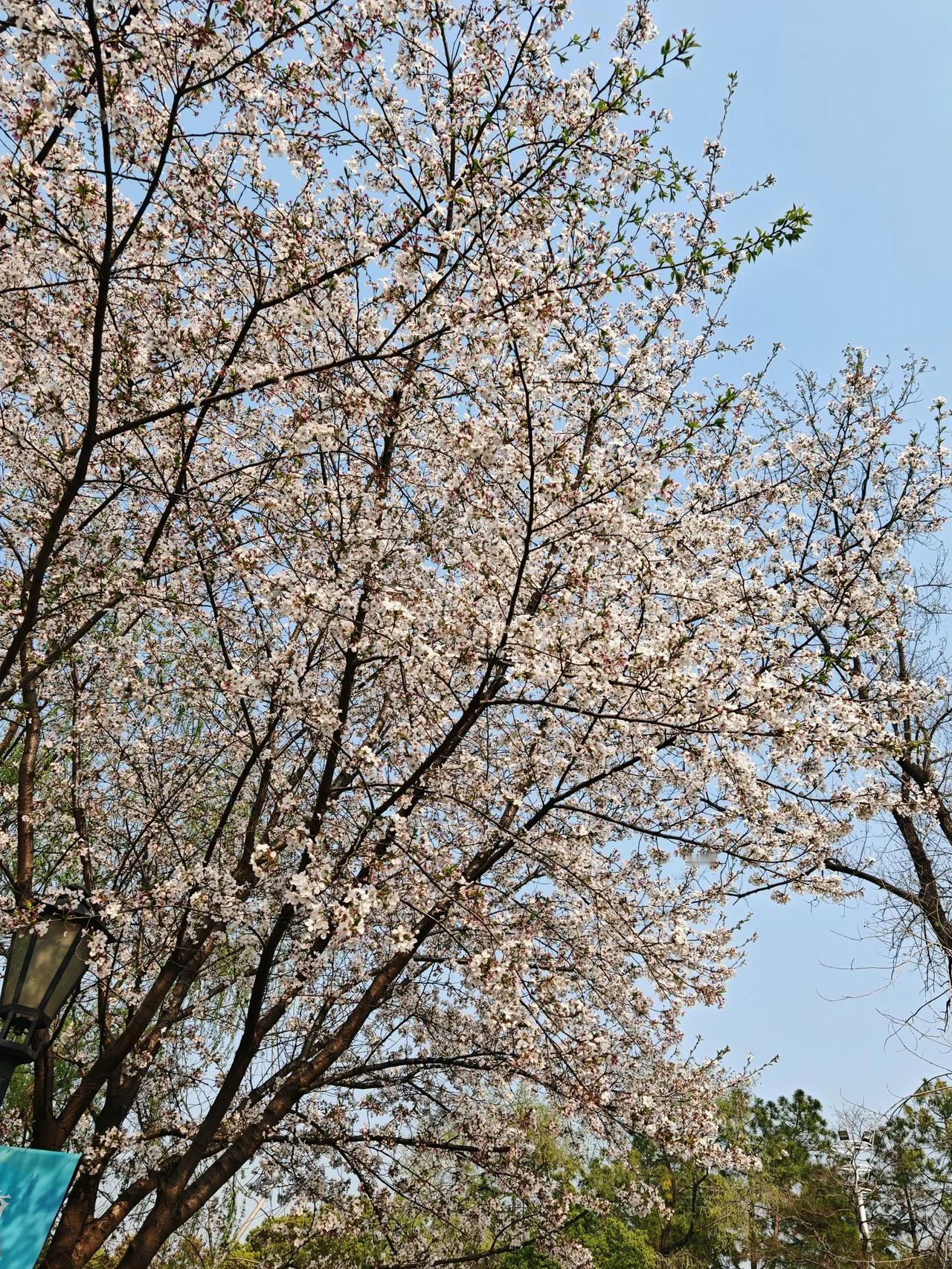 晒晒手机里最美的一张野花野花最漂亮