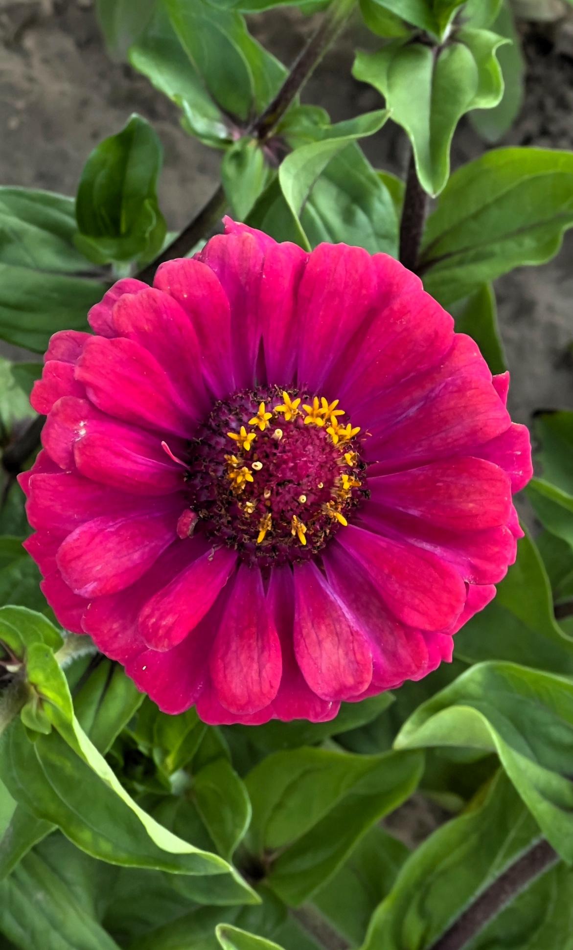 百日菊：红艳似火，花中仙子，美不胜收。