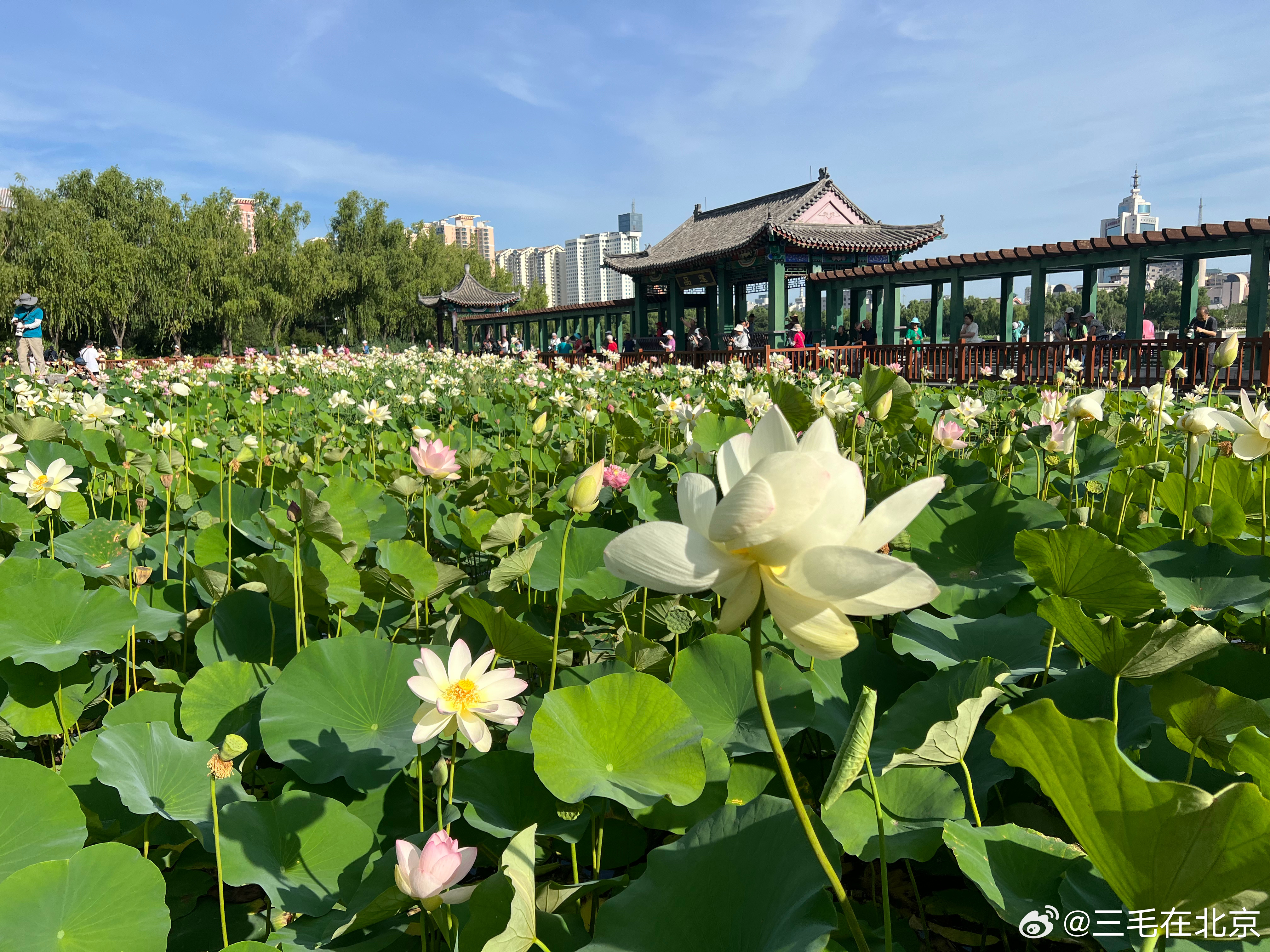 莲花池公园 荷花盛开摄影