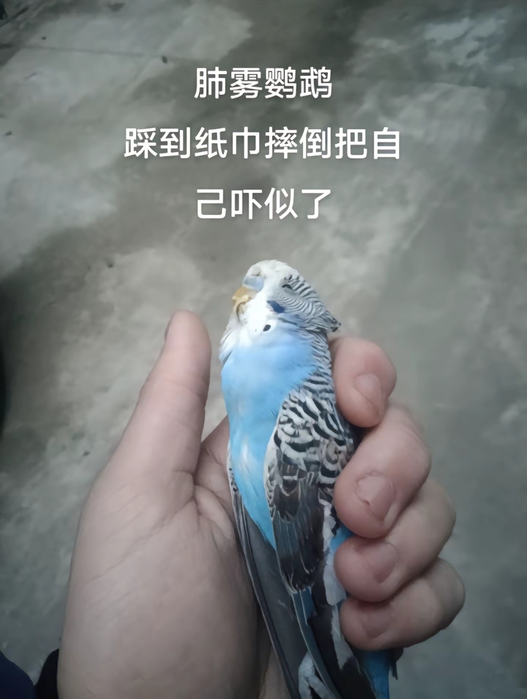 鹦鹉的死因能有多千奇百怪 