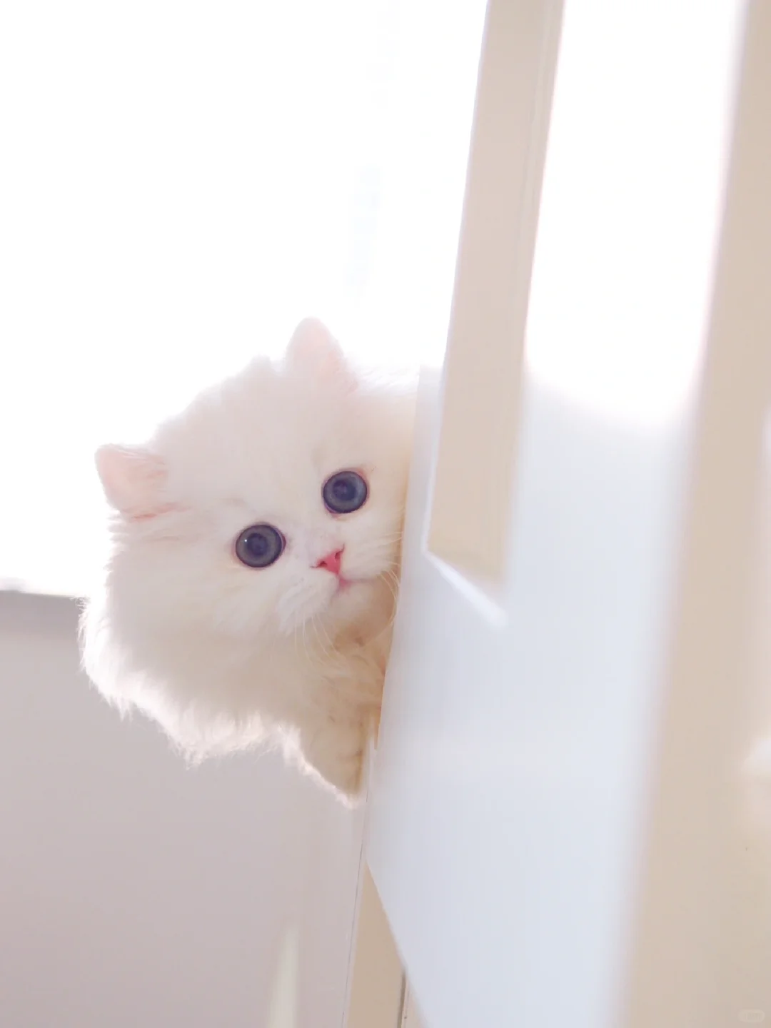 光也偏爱你呀 纯白米努特矮脚猫