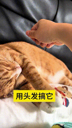 这视频我反反复复看了好几遍，又好玩又暖心。
小猫安安稳稳睡得正香，主人闲着没事，