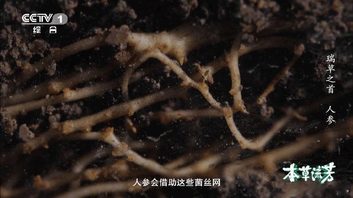 人参的根系真能打啊  很难不佩服到人参，这防御和守护技能真是叠满了！能够让自己获