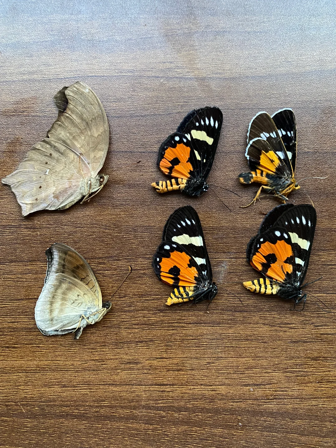 我又有了新宠耶，哈哈哈哈