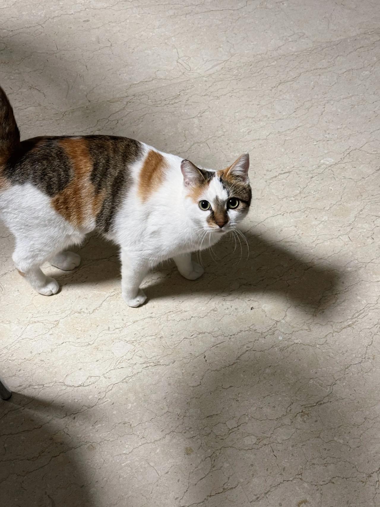 汤圆好可爱啊，喜欢跟猫猫玩，猫缘杠杠的！萌宠
